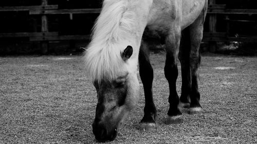 Horse grazing in field