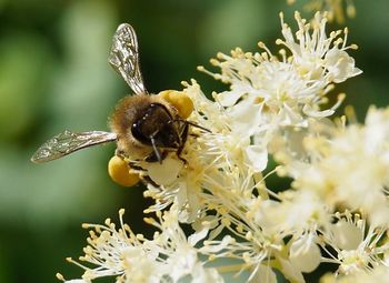 Close-up of bee pollinating on flower