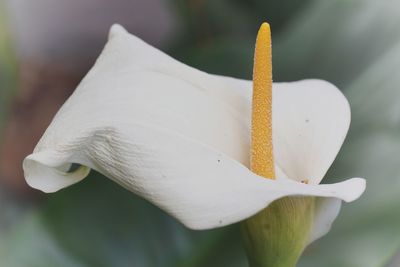 Close-up of white flower