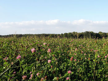 Scenic view of field against sky