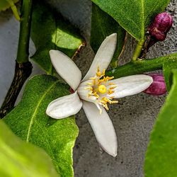 Close-up of flowering plant