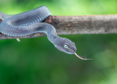 Close-up of snake