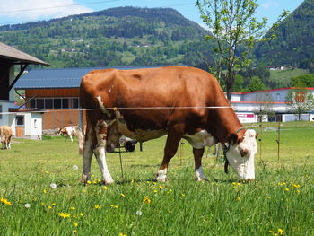 Cows grazing in a field