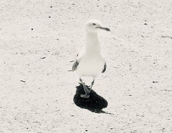 High angle view of seagull perching on land