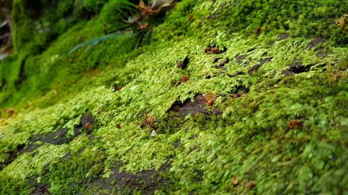 Close-up of lichen on grass