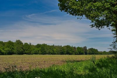 Scenic view of field against sky