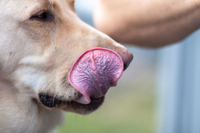 Close-up of dog