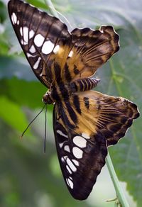 Close-up of butterfly on leaf