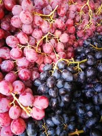 High angle view of grapes growing on plant