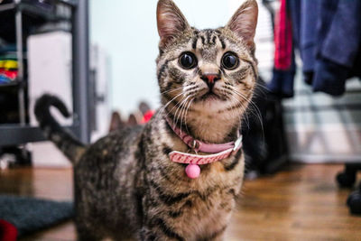 Close-up portrait of cat at home