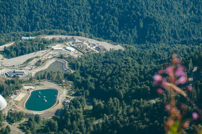 High angle view of trees in forest