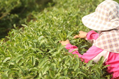 Picking the newly grown buds or leaves of the tea tree is the way to make high-grade tea