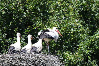 Birds perching on nest