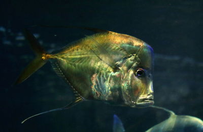 Close-up of fish in aquarium