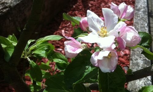 Close-up of pink flowers blooming outdoors