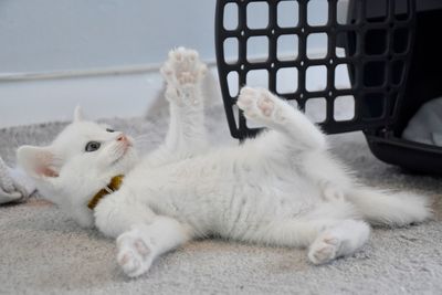 White cat laying on back playing 