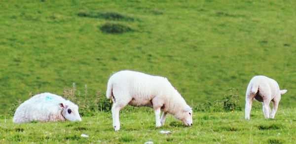 Sheep grazing in a field