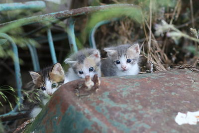 Portrait of kitten on plants