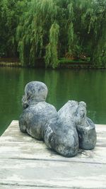 Reflection of trees in water