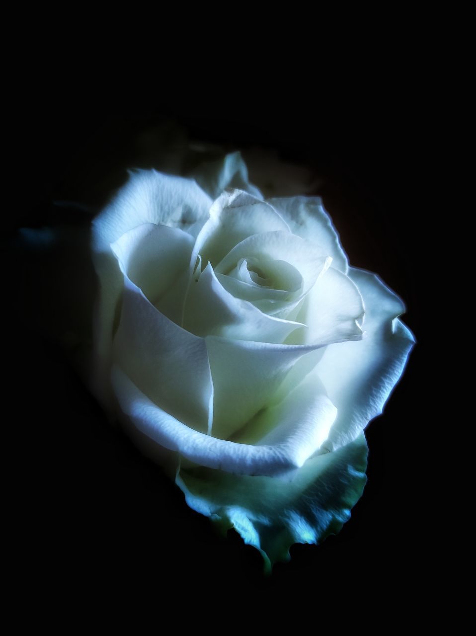 flower, rose, black background, petal, beauty in nature, plant, white, studio shot, macro photography, garden roses, close-up, flowering plant, freshness, nature, no people, fragility, indoors, inflorescence, flower head, yellow, single object, blue, darkness, copy space
