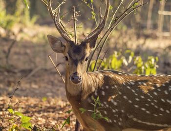 Close-up of deer