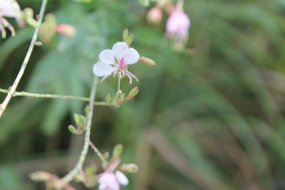 Close-up of pink flower