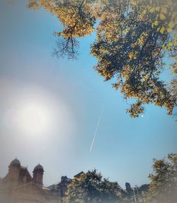 Low angle view of trees against sky during sunny day