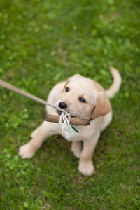 Dog sitting on grass