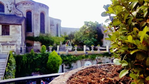 Close-up of plants against building