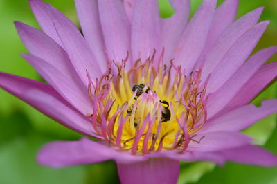 Bees are pollinating natural lotus flowers.