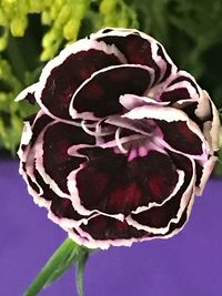 Close-up of purple flower blooming outdoors