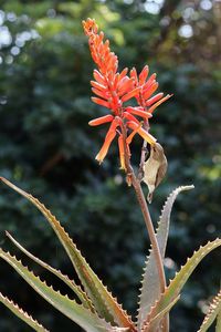 Close-up of red flowering plant