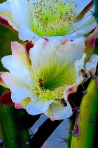 Close-up of flowers