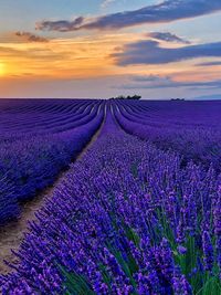 Scenic view of field against sky during sunset