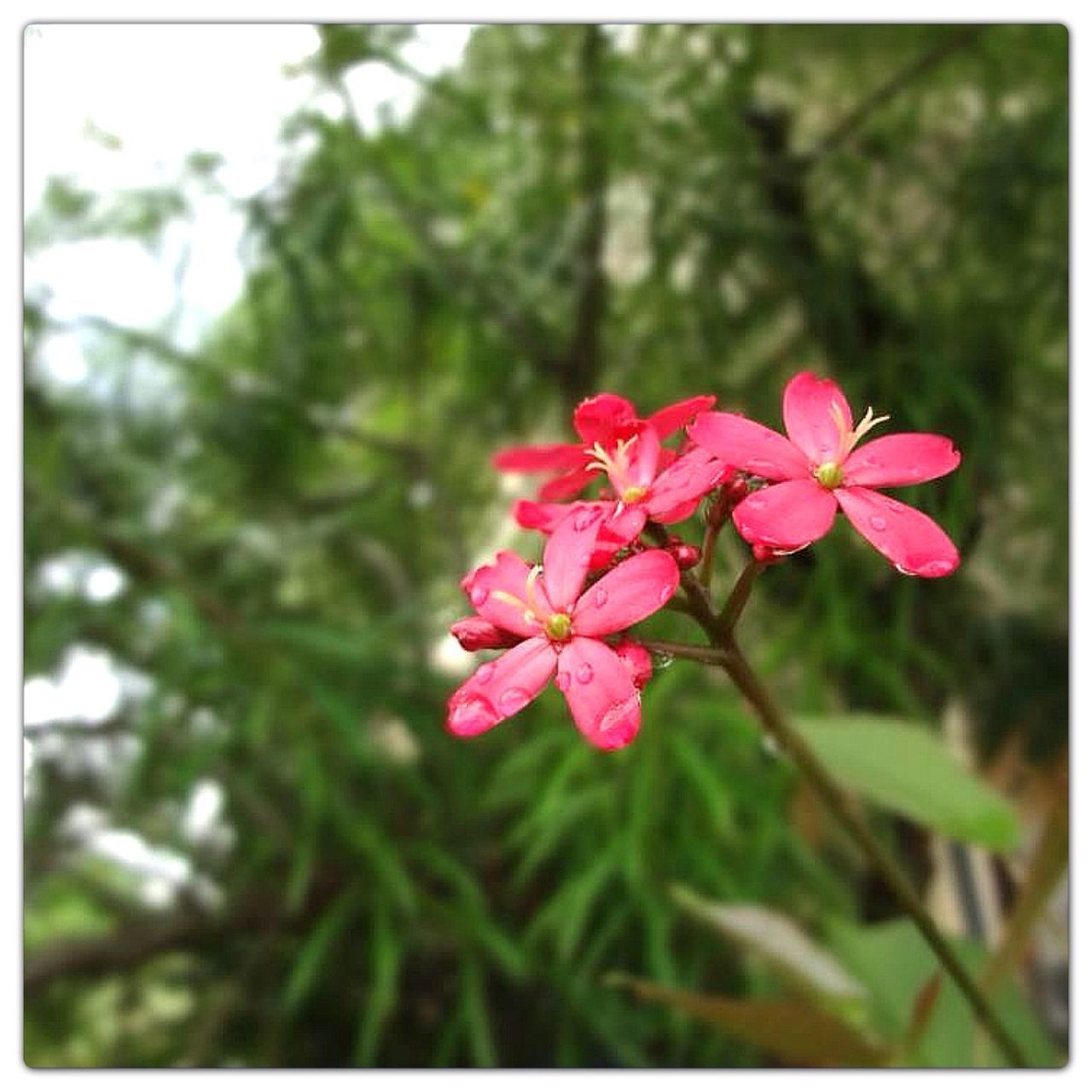 flower, freshness, growth, fragility, petal, beauty in nature, pink color, focus on foreground, flower head, nature, blooming, close-up, blossom, in bloom, tree, pink, plant, red, park - man made space, day