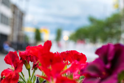 Close-up of red poppy flowers blooming outdoors