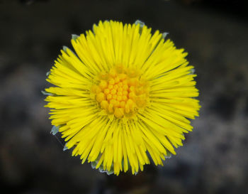 Close-up of yellow flower