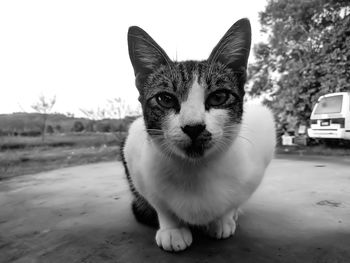 Portrait of cat on street