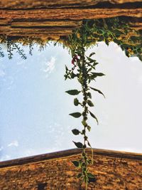 Close-up of plant growing on field against sky