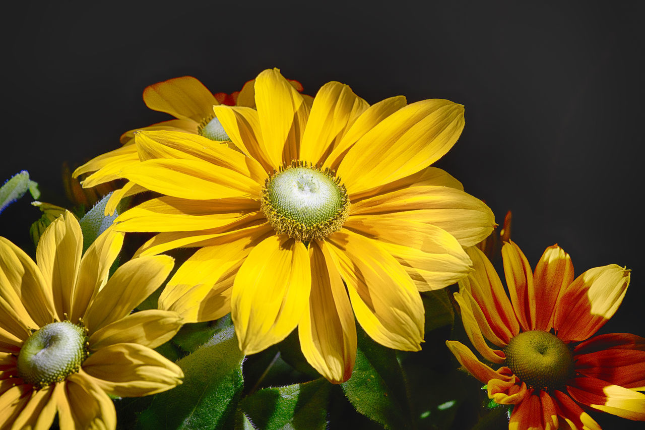 CLOSE-UP OF YELLOW GERBERA DAISY AGAINST BLACK BACKGROUND