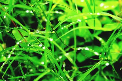 Close-up of wet grass