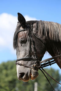 Close-up of a horse in ranch against sky