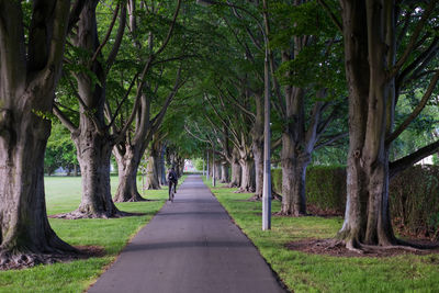 Road amidst trees in park