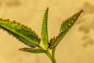 Close-up of plant