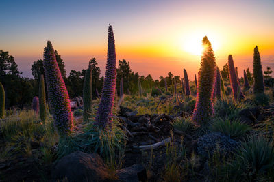 Plants growing on field against sky during sunset