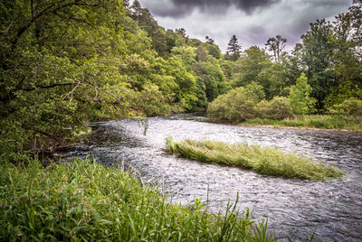 Scenic view of river by trees against sky