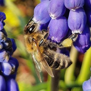 Close-up of insect on purple flowers