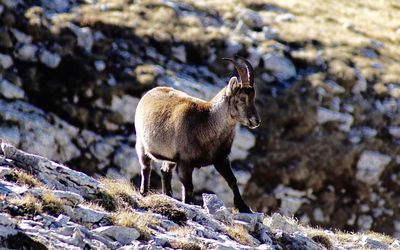 Lion standing on rock