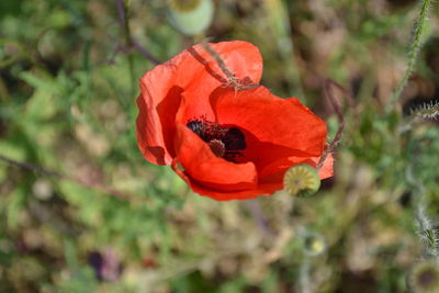 Close-up of red flower