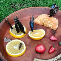 High angle view of fruits on table